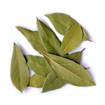 лавровый лист